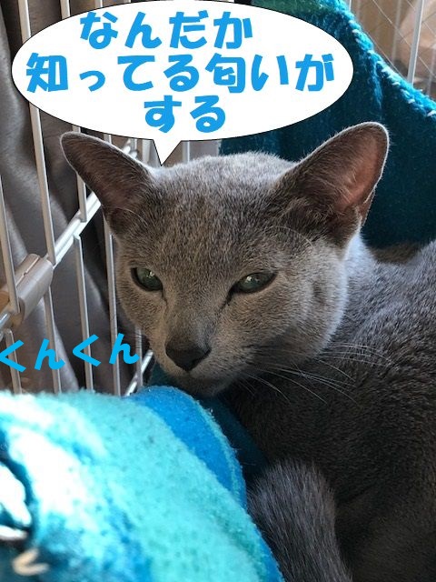 f:id:LoveRussianBlue:20180206205252j:plain