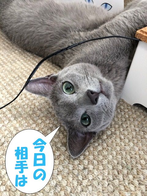 f:id:LoveRussianBlue:20180712224738j:plain