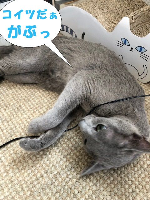 f:id:LoveRussianBlue:20180712224803j:plain