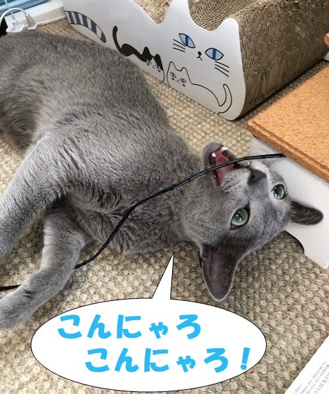 f:id:LoveRussianBlue:20180712224848j:plain
