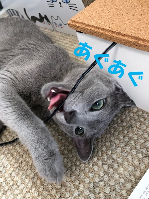 f:id:LoveRussianBlue:20180712224908j:plain