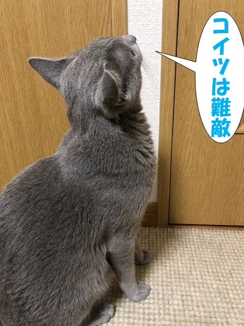 f:id:LoveRussianBlue:20180712230753j:plain