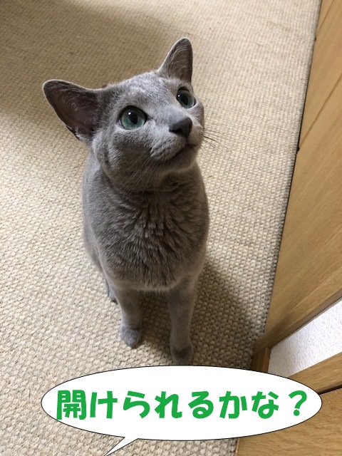f:id:LoveRussianBlue:20180712230903j:plain