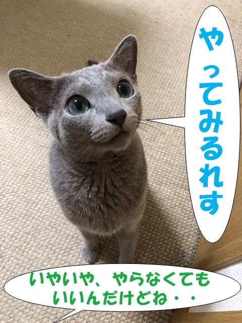 f:id:LoveRussianBlue:20180712230921j:plain