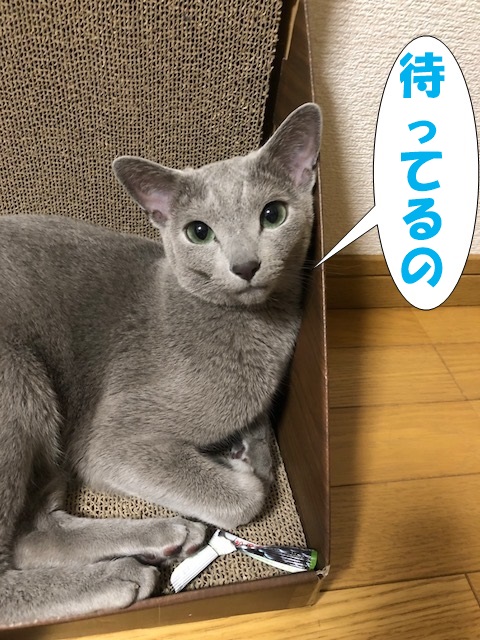 f:id:LoveRussianBlue:20180803170150j:plain f:id:LoveRussianBlue:20180803170150j:plain
