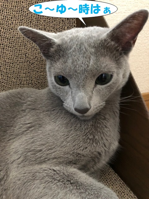 f:id:LoveRussianBlue:20180803171335j:plain f:id:LoveRussianBlue:20180803171335j:plain