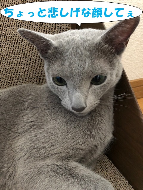 f:id:LoveRussianBlue:20180803171349j:plain f:id:LoveRussianBlue:20180803171349j:plain