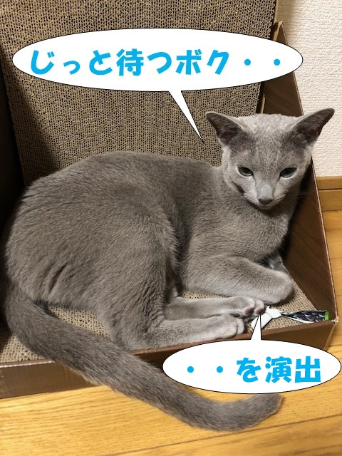 f:id:LoveRussianBlue:20180803171401j:plain f:id:LoveRussianBlue:20180803171401j:plain