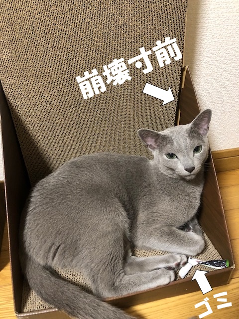 f:id:LoveRussianBlue:20180803171419j:plain f:id:LoveRussianBlue:20180803171419j:plain