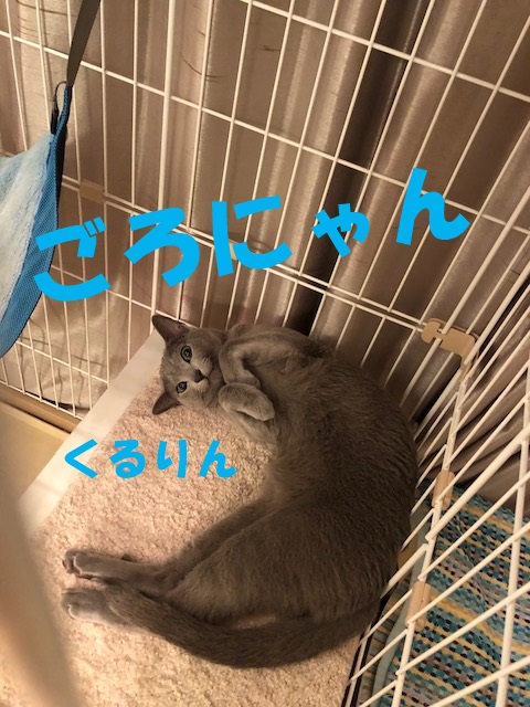 f:id:LoveRussianBlue:20180803171605j:plain f:id:LoveRussianBlue:20180803171605j:plain