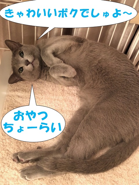 f:id:LoveRussianBlue:20180803171655j:plain f:id:LoveRussianBlue:20180803171655j:plain