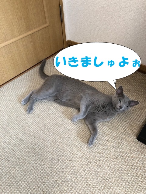 f:id:LoveRussianBlue:20180803172004j:plain f:id:LoveRussianBlue:20180803172004j:plain