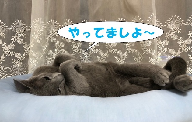 f:id:LoveRussianBlue:20180803172428j:plain f:id:LoveRussianBlue:20180803172428j:plain