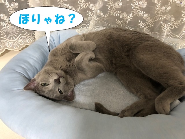 f:id:LoveRussianBlue:20180803172526j:plain f:id:LoveRussianBlue:20180803172526j:plain