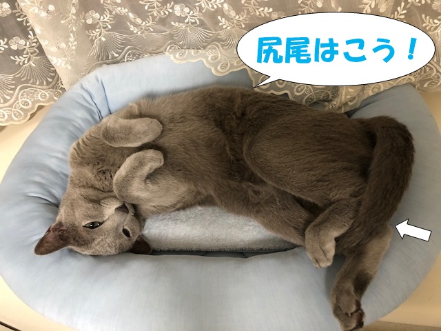 f:id:LoveRussianBlue:20180803172614j:plain f:id:LoveRussianBlue:20180803172614j:plain
