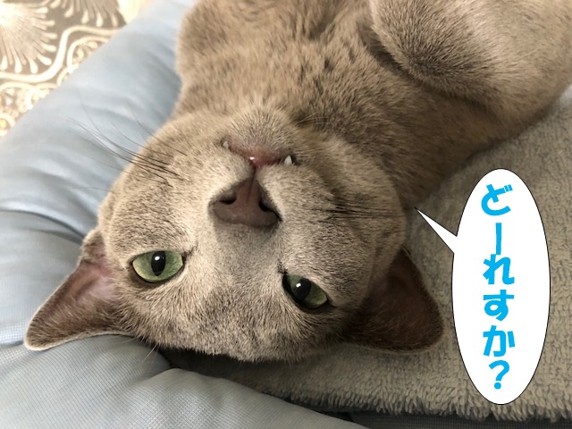 f:id:LoveRussianBlue:20180803172638j:plain f:id:LoveRussianBlue:20180803172638j:plain