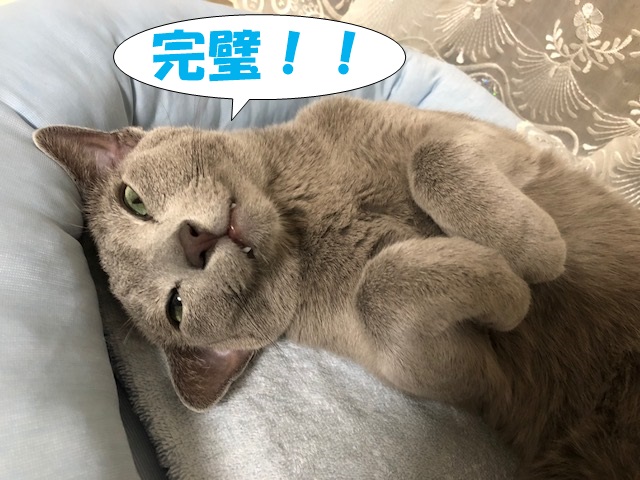 f:id:LoveRussianBlue:20180803172708j:plain f:id:LoveRussianBlue:20180803172708j:plain