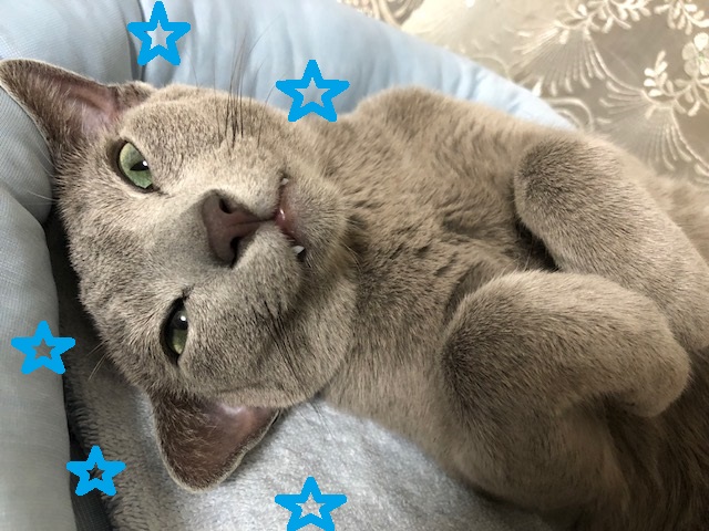 f:id:LoveRussianBlue:20180803172745j:plain f:id:LoveRussianBlue:20180803172745j:plain
