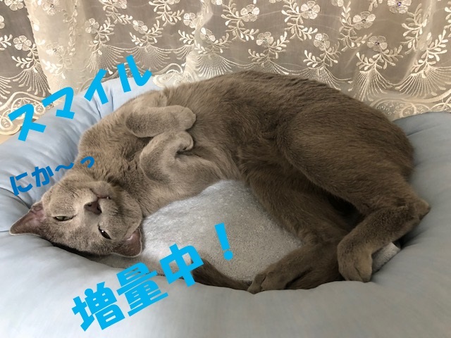 f:id:LoveRussianBlue:20180803231902j:plain f:id:LoveRussianBlue:20180803231902j:plain