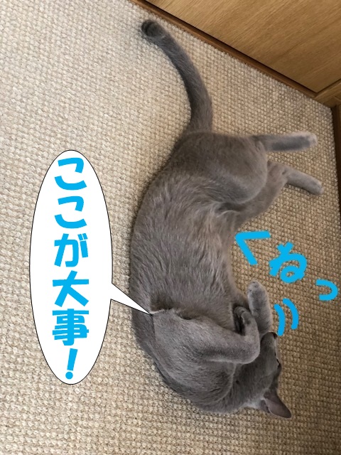f:id:LoveRussianBlue:20180804012350j:plain f:id:LoveRussianBlue:20180804012350j:plain