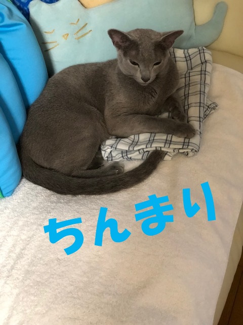 f:id:LoveRussianBlue:20180917183904j:plain
