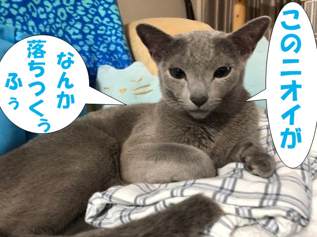f:id:LoveRussianBlue:20180917184003j:plain