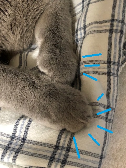 f:id:LoveRussianBlue:20180917184031j:plain