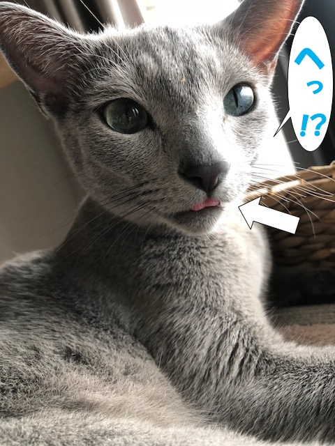 f:id:LoveRussianBlue:20180917184405j:plain