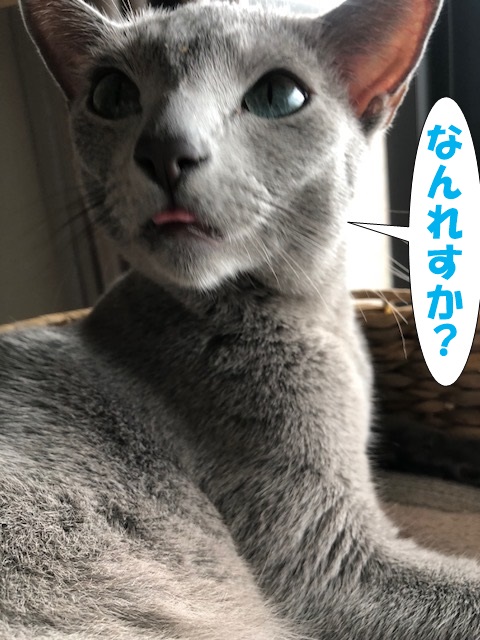 f:id:LoveRussianBlue:20180917211421j:plain