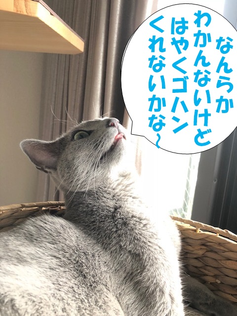 f:id:LoveRussianBlue:20180917212653j:plain