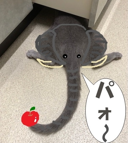 f:id:LoveRussianBlue:20180917214344j:plain