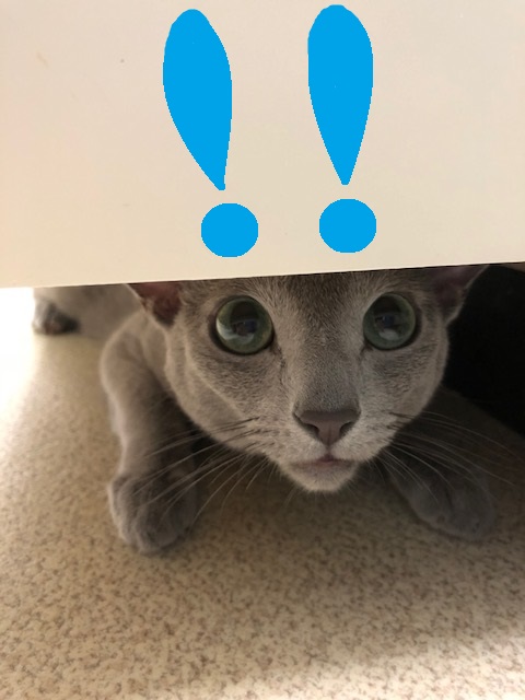 f:id:LoveRussianBlue:20180917214619j:plain