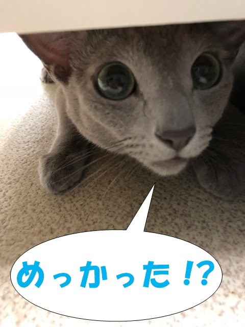 f:id:LoveRussianBlue:20180917214708j:plain