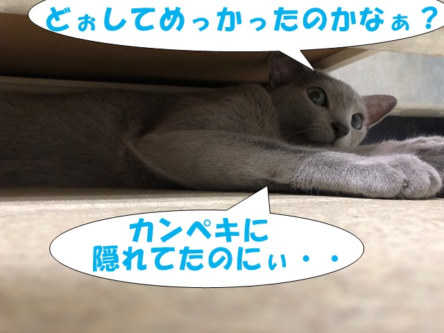 f:id:LoveRussianBlue:20180917214739j:plain