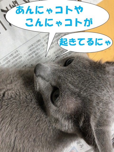 f:id:LoveRussianBlue:20180917215046j:plain