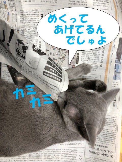 f:id:LoveRussianBlue:20180917215203j:plain
