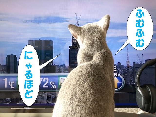 f:id:LoveRussianBlue:20180917215235j:plain