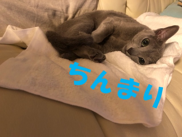 f:id:LoveRussianBlue:20180917215526j:plain