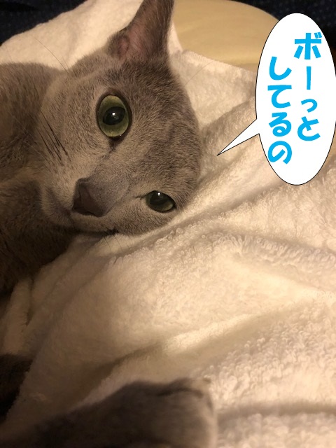 f:id:LoveRussianBlue:20180917215937j:plain