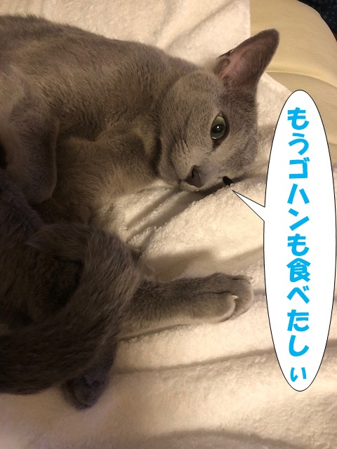 f:id:LoveRussianBlue:20180917215950j:plain