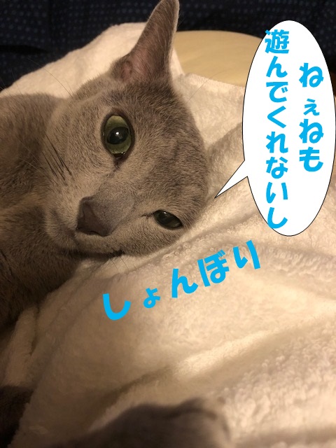 f:id:LoveRussianBlue:20180917220002j:plain