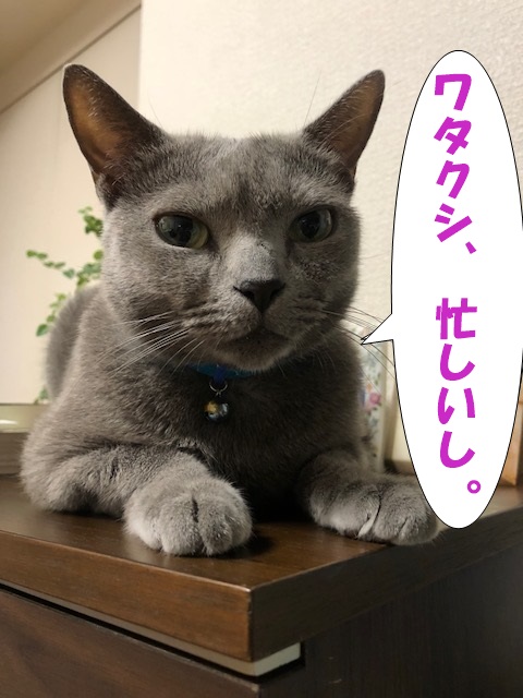 f:id:LoveRussianBlue:20180917220139j:plain