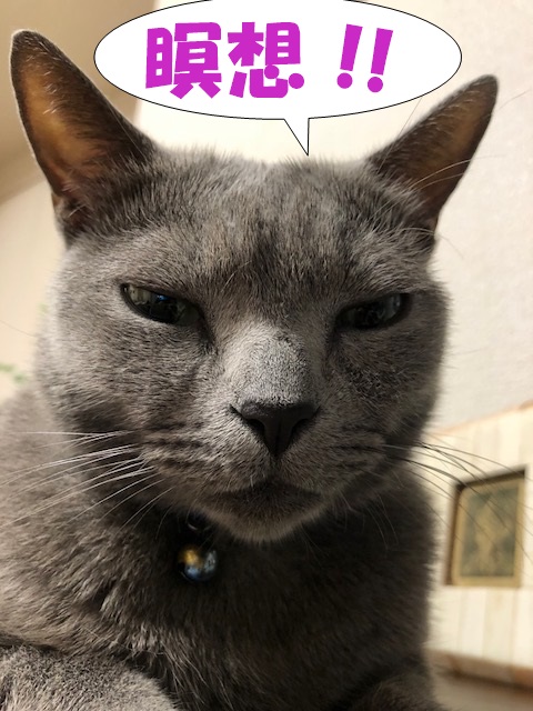 f:id:LoveRussianBlue:20180917220456j:plain