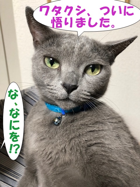 f:id:LoveRussianBlue:20180919213806j:plain