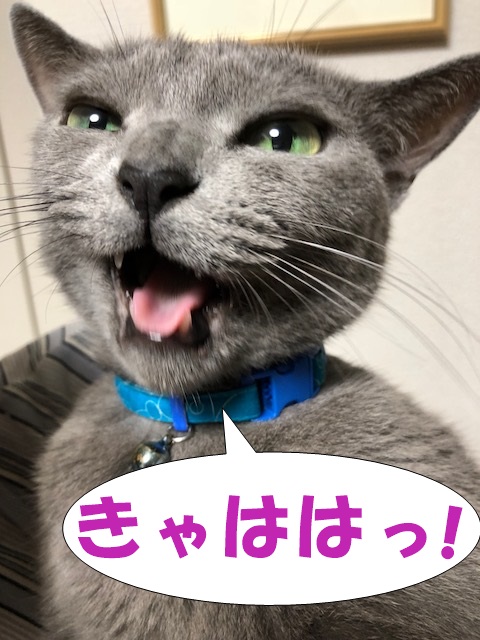 f:id:LoveRussianBlue:20180919213850j:plain