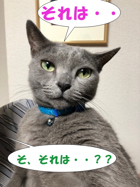 f:id:LoveRussianBlue:20180919214652j:plain