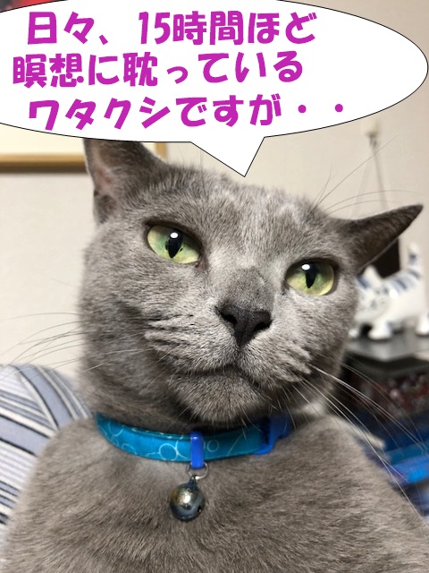 f:id:LoveRussianBlue:20180919222904j:plain