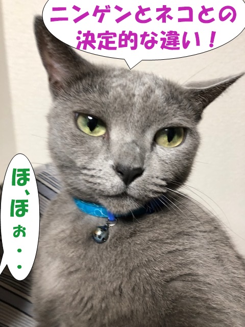 f:id:LoveRussianBlue:20180920025156j:plain