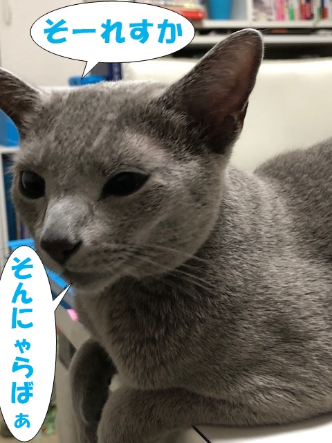 f:id:LoveRussianBlue:20180920031224j:plain