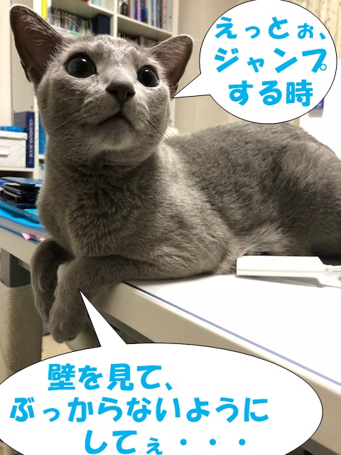 f:id:LoveRussianBlue:20180920031235j:plain